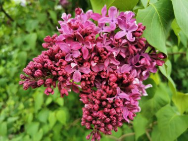 Leylak renkli çiçekli bir dal, bazıları tomurcuklanmış..