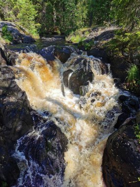 Karelia 'daki Tokhmayoki Nehri' nde açık bir yaz sabahı ağaçlarla çevrili pitoresk bir şelale..