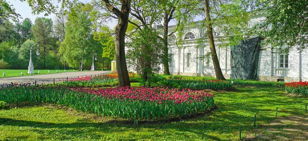 Gran Macizo Flores Con Tulipanes Lila Soleado Día Primavera Entre —  Fotos de Stock