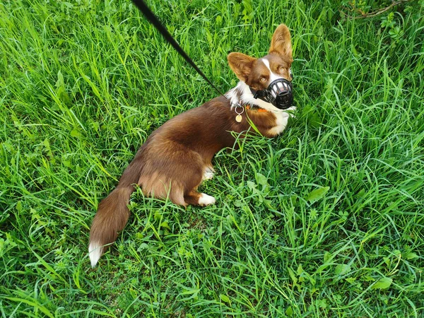 Cárdigan Corgi Marrón Blanco Galés Yace Sobre Hierba Con Una — Foto de Stock