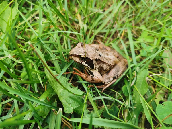 夏天阳光明媚的早晨 一只长着橙色腿的棕色小青蛙坐在青草中间 — 图库照片