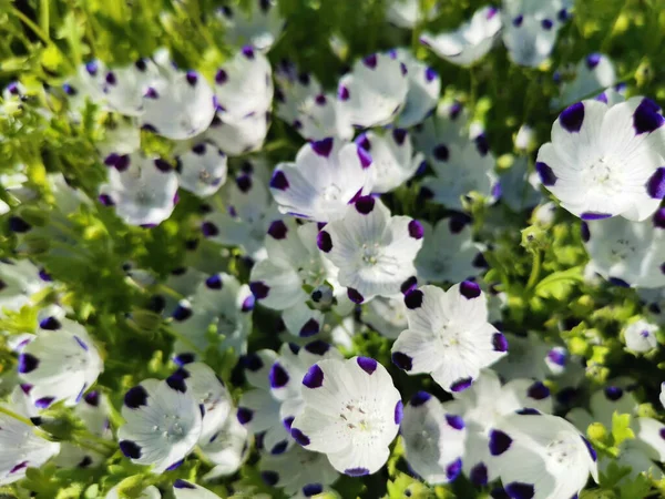 Flores Botões Nemophila Maculata Flores Brancas Com Manchas Roxas Tapete — Fotografia de Stock