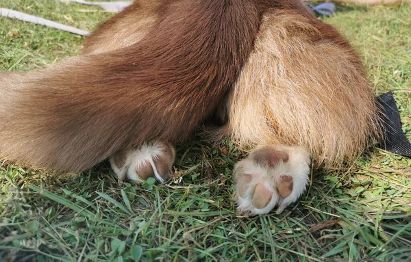 Teplém Letním Dni Leží Břiše Trávě Hnědý Bílý Velšský Corgský — Stock fotografie