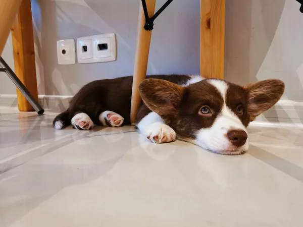 Miesięczny Szczeniak Cardigan Welsh Corgi Brązowo Biały Leży Brzuchu Pomiędzy — Zdjęcie stockowe