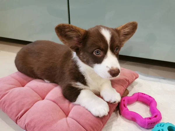 Měsíce Staré Welsh Corgi Štěně Hnědé Bílou Tlamou Tlapami Prsy — Stock fotografie