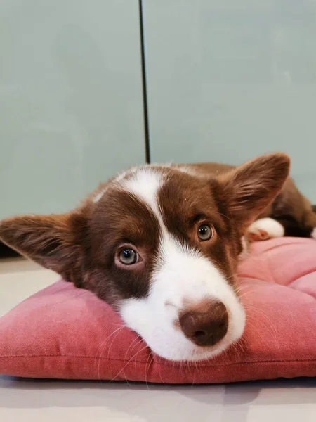 Měsíce Staré Hnědé Štěně Bílým Čenichem Velšského Corgi Svetru Leží — Stock fotografie