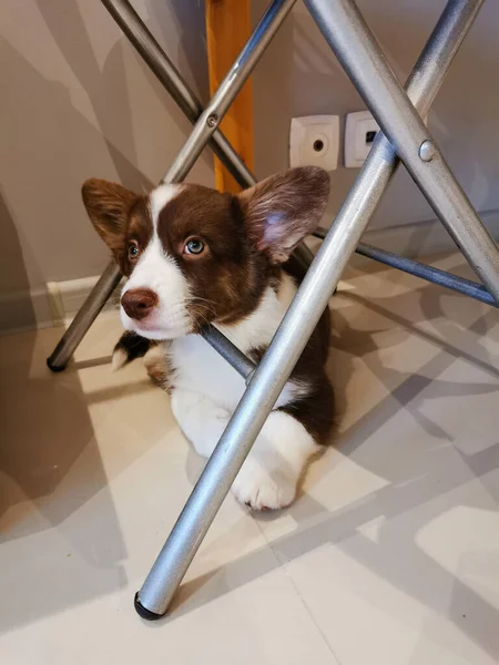 Chiot Gallois Mois Cardigan Corgi Brun Avec Une Muselière Blanche — Photo