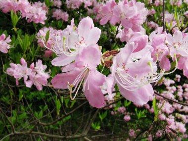 Soluk pembe rhododendron Vaseyi çiçekleri (Latince: rhododendron vaseyi (A. St. Petersburg botanik bahçesinde..
