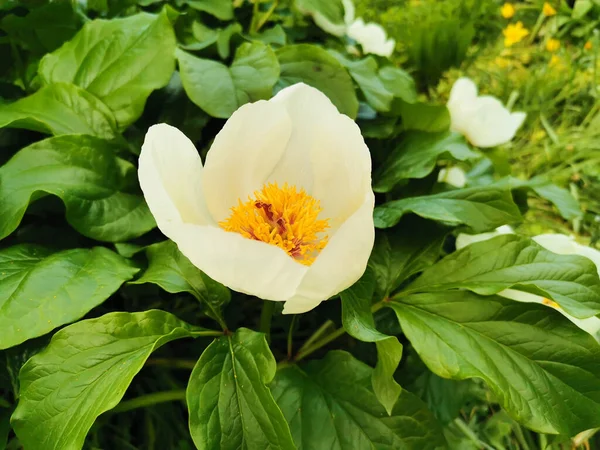 Pivoine Wittmann Paeonia Wittmanniana Hortwiss Lindt Blanc Avec Milieu Orange — Photo