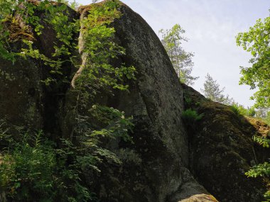 Açık bir yaz gününde, Monrepos 'un kayalık doğal parkında, üzerinde ağaçlar büyüyen bir kaya çiti..