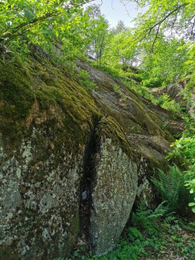Açık bir yaz gününde, Monrepos 'un kayalık doğal parkında, üzerinde ağaçlar büyüyen bir kaya çiti..