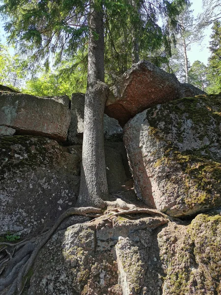 在一个晴朗的夏日 生长在卵石篱笆上的松树 其根落在上面 位于维堡市的岩石自然公园Monrepos上 — 图库照片