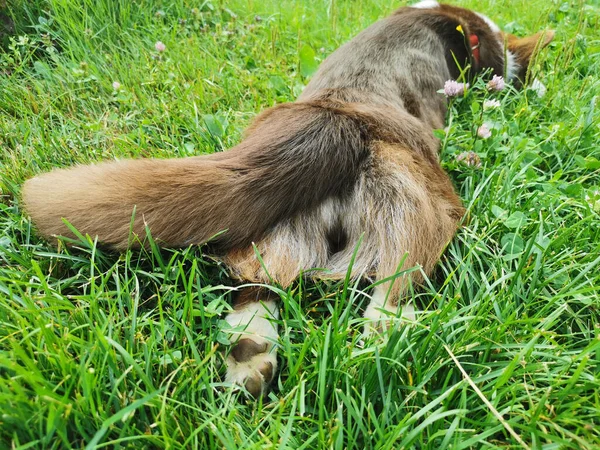 Brun Och Vit Walesisk Corgi Kofta Ligger Magen Gräset Varm — Stockfoto