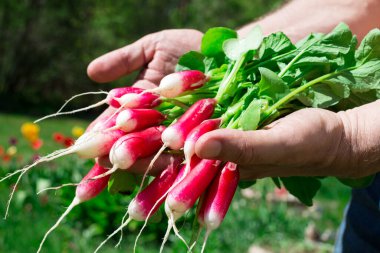 Bir demet taze turp. Raphanus sativus) çiçekli ve otlu bir arka planda erkeğin ellerinde.