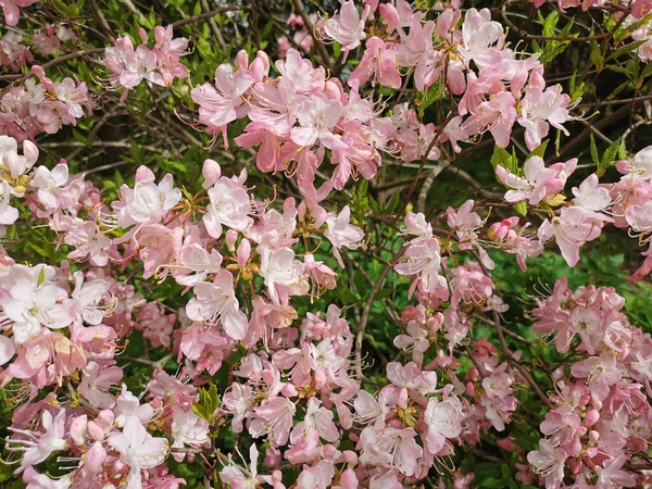 白粉色杜鹃花 拉丁文 Rhododendron Vaseyi 在圣彼得堡植物园中的灰色地带 — 图库照片