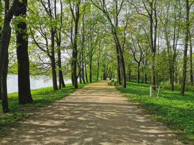 Ağaçlar arasında bankları olan ıssız bir yol, nehir kıyısı boyunca uzanan, güneşli bir bahar sabahı, St. Petersburg 'da Elagin Adası' ndaki bir parkta..