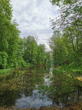 St. Petersburg 'daki Elagin Adası' ndaki bir parkta bahar bulutlu bir günde ağaçların arasında çiçek polenleri arasında bir gölet..