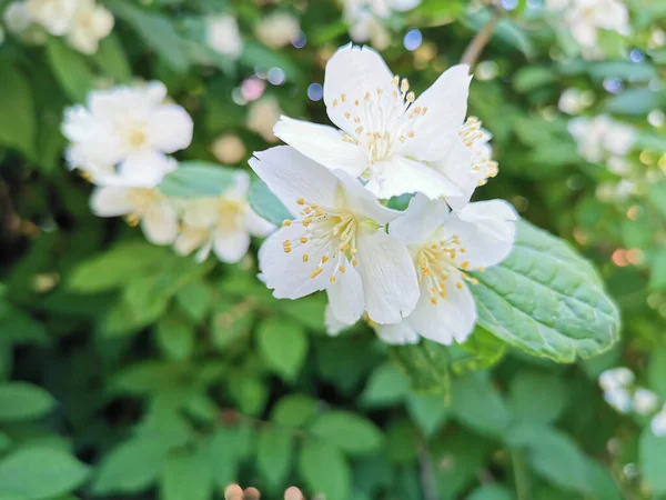 Jazmín Floreciente Chubushnik Lat Philadelphus Parque Catalina Ciudad Kronstadt —  Fotos de Stock