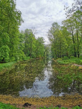 St. Petersburg 'daki Elagin Adası' ndaki bir parkta bahar bulutlu bir günde ağaçların arasında çiçek polenleri arasında bir gölet..