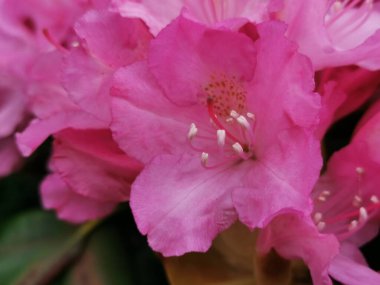 St. Petersburg Botanik Bahçesi 'nde inci erkekli pembe rhododendron