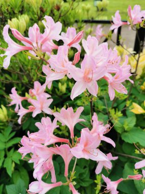 St. Petersburg botanik bahçesinde pembe rhododendron çiçekleri ve tomurcukları.