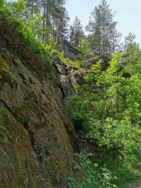 Açık bir yaz gününde, Monrepos 'un kayalık doğal parkında, üzerinde ağaçlar büyüyen bir kaya çiti..