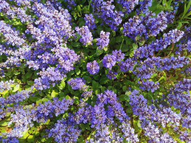 Yeşil yapraklardan oluşan bir arka planda mor renkli yosun çiçekleri. .