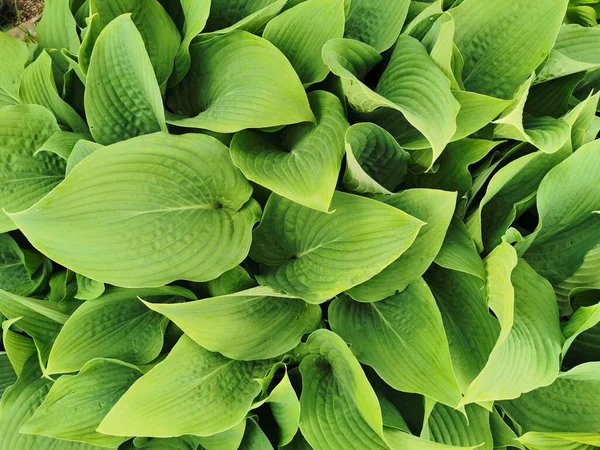 Hosta Verde Ligeramente Retorcida Forma Corazón Vista Superior Jardín Botánico —  Fotos de Stock