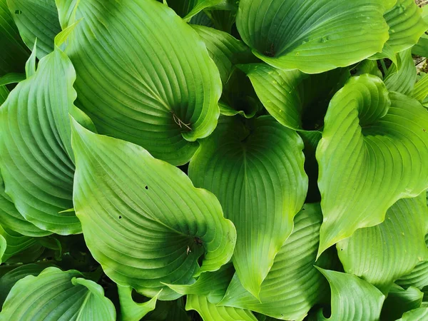 Hosta Verde Brillante Grande Hojas Vista Superior Jardín Botánico San —  Fotos de Stock