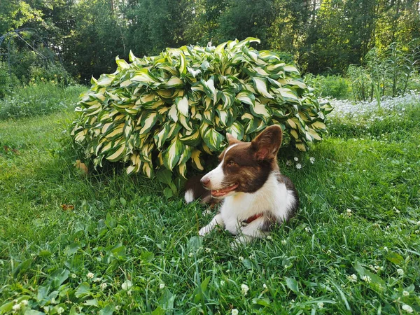 Brun Och Vit Walesisk Corgi Kofta Ligger Trädgården Gräset Med — Stockfoto