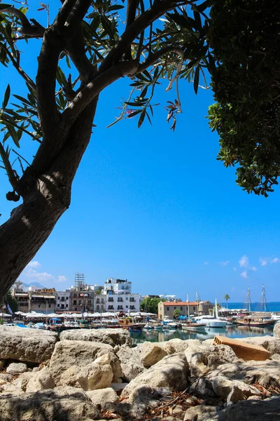Pembe çiçekli bir ağacın altından Cyrenian Limanı manzarası. Kyrenia. Kıbrıs.