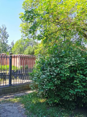 Yasemin, chubushnik (LatPhiladelphia), Obvodny Kanalı kıyısındaki Kronstadt şehrinin Catherine Parkı 'nın yanında..