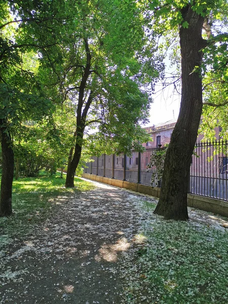 Camino Pelusa Álamo Cerca Hierro Fundido Del Parque Catalina Ciudad —  Fotos de Stock