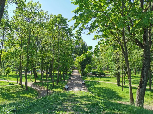 Uma Estrada Com Bancos Brancos Entre Árvores Jardim Verão Cidade — Fotografia de Stock