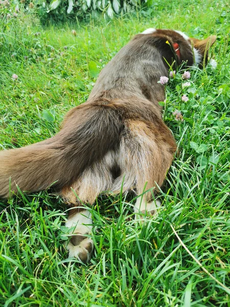 Brun Och Vit Walesisk Corgi Kofta Ligger Magen Gräset Varm — Stockfoto