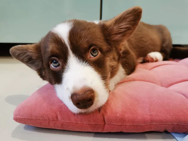 개월된 웨일스어 카디건 강아지가 분홍색 주둥이 올려다 보았습니다 — 스톡 사진