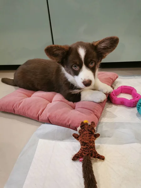 Cachorro Meses Idade Cardigan Welsh Corgi Marrom Com Focinho Branco — Fotografia de Stock