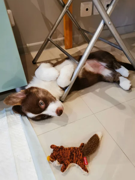 Cachorro Cardigan Welsh Corgi Meses Edad Marrón Blanco Encuentra Espalda — Foto de Stock