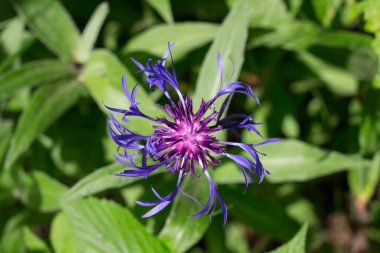 Dağ çiçeği (Centaurea montana) yeşil yaprakların arasında mavidir..