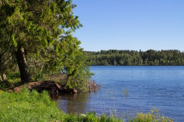 Bir yaz gününde bir orman gölü kıyısında. Köknar ağacı kıyıdan eğilir, kökleri suyun üstünde görünür..