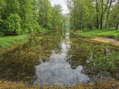 St. Petersburg 'daki Elagin Adası' ndaki bir parkta bahar bulutlu bir günde ağaçların arasında çiçek polenleri arasında bir gölet..