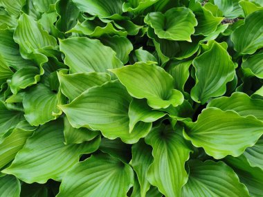 Kalp şeklinde, St. Petersburg Botanik Bahçesi 'nin en üst manzaralı yeşil hosta yaprakları..