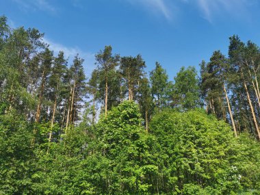 Yaprak döken ağaçlar ve gemi sıcak bir yaz gününde tüylü bulutları olan güzel bir gökyüzüne karşı çam ağacı döker..