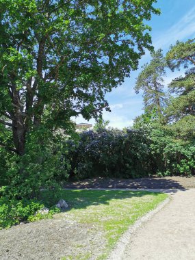 Vyborg şehrinin Monrepos Parkı 'ndaki ağaçların ve çiçek açan leylak çalılarının arasındaki çay korusuna giden yol mavi gökyüzünün arka planında bulutlarla çevrili..