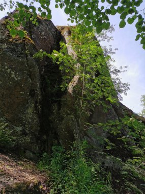 Açık bir yaz gününde, Monrepos 'un kayalık doğal parkında, üzerinde ağaçlar büyüyen bir kaya çiti..