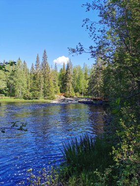 Karelia 'daki Tokhmayoki Nehri' nde açık bir yaz sabahı ağaçlarla çevrili pitoresk bir şelale..