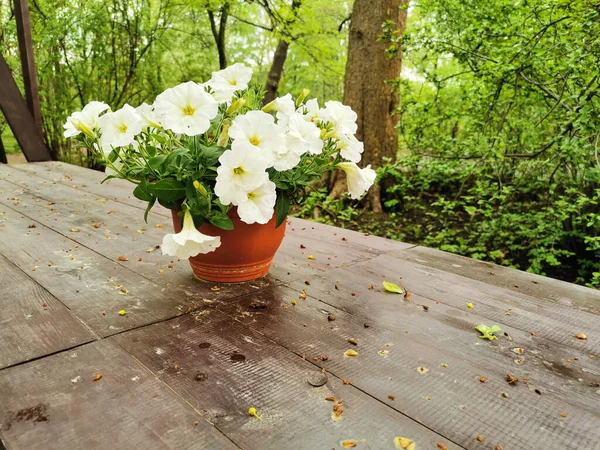 Pot Fleurs Avec Pétunia Blanc Sur Une Table Bois Brun — Photo