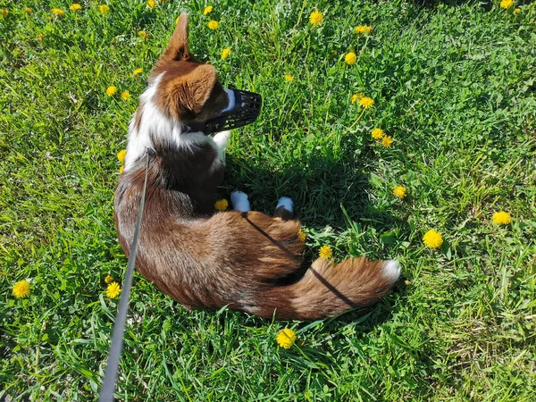 Cardigan Corgi Galês Marrom Branco Jaz Grama Entre Dentes Leão — Fotografia de Stock