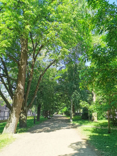 Alley Benches Catherine Park City Kronstadt Background Blue Cloudless Sky — Stock Photo, Image