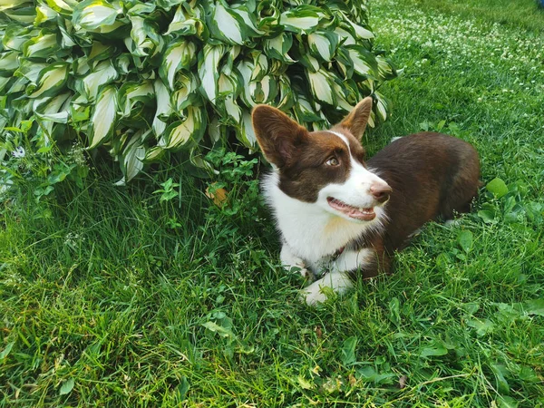 Een Bruin Wit Welsh Corgi Vest Ligt Tuin Het Gras — Stockfoto